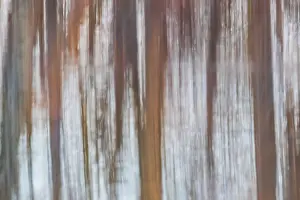 Daybreak Imagery: Reflection of a trees in wetland at sunset, Marion County