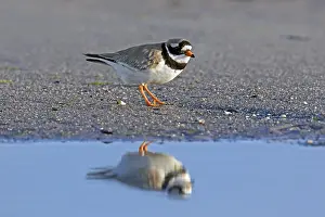 Reflex: Reflection in water of common ringed plover (Cha