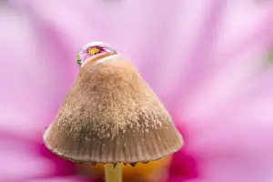 Waterdrop: Reflections of cosmos flower in water drop on Mushroom