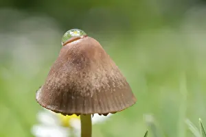 250417: Reflections of daisy in water drop on Mushroom, Norfolk