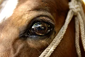 Ropes: Reflections in the eye of a horse