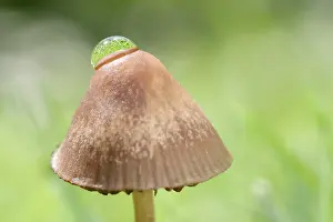 250417: Reflections of grass in water drop on Mushroom, Norfolk