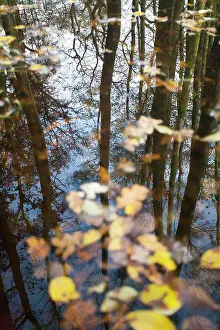 Diep: Reflections of trees in a pool with colourfull leafs in the