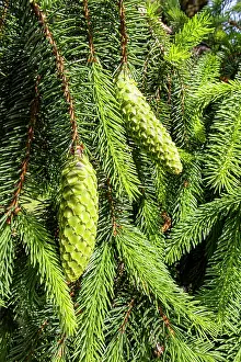 Needles: Reflexed Norway spruce (Picea abies) Reflexa