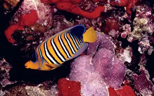 Angelfishes: REGAL ANGEL FISH