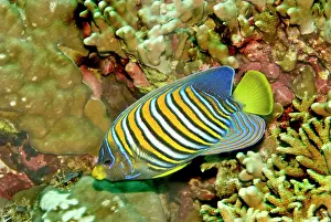 Angelfishes: Regal angelfish - Common throughtout the Indo-Pacific