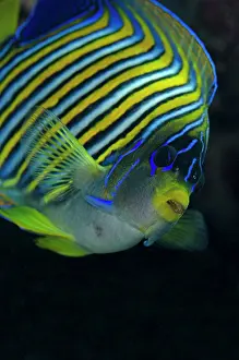 Besar: Regal Angelfish Tatawa Besar dive site, between