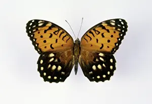Fritillary: Regal Fritillary Butterfly
