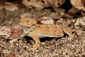 Phrynosoma: Regal Horn Lizard, Phtymosoma solare, South