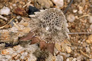 Phrynosoma: Regal Horned LIZARD