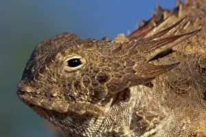 Phrynosoma: Regal Horned Lizard