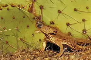 Phrynosoma: Regal Horned Lizard