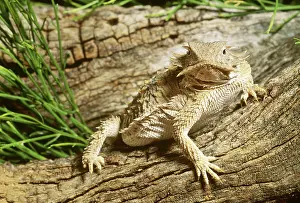 Phrynosoma: Regal Horned Lizard