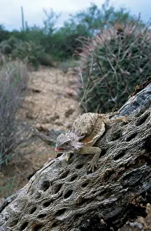 Cholla: Regal Horned Lizard