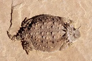 Phrynosoma: Regal Horned Lizard