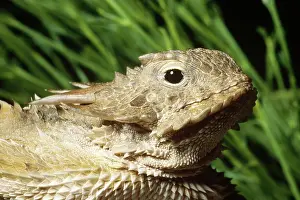 Phrynosoma: Regal Horned Lizard