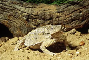 Phrynosoma: Regal Horned Lizard