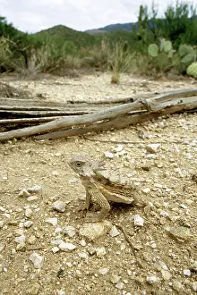 Phrynosoma: Regal Horned Lizard