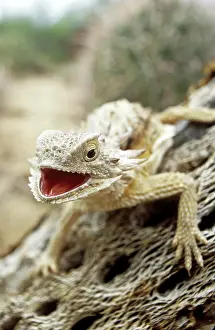 Regal Horned Lizard