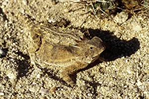 Phrynosoma: Regal Horned Lizard