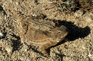 Phrynosoma: Regal Horned Lizard