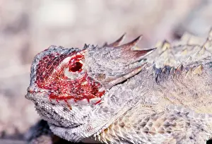 Defence: Regal Horned LIZARD - discharging blood from eye