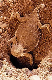 Phrynosoma: Regal Horned Lizard - Female, constructing nest