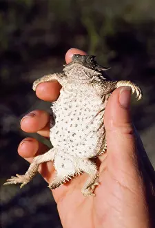 Phrynosoma: REGAL HORNED LIZARD - IN HAND