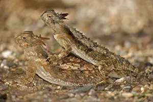 Phrynosoma: Regal Horned Lizard - pair mating