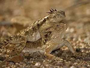 Phrynosoma: Regal Horned Lizard - pair mating