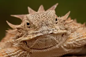 Phrynosoma: Regal Horned Lizard, Phrynosoma solare