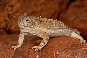 Phrynosoma: Regal Horned Lizard, Phrynosoma solare
