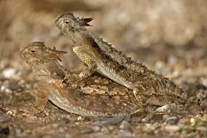 Phrynosoma: Regal Horned Lizard (Phrynosoma solare) - Arizona - Pair mat