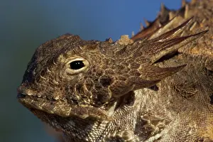 Phrynosoma: Regal horned lizard (Phrynosoma solare) - Sonoran desert - A