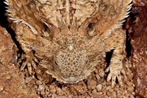 Visible: Regal Horned Lizard (Pineal Eye Visible)