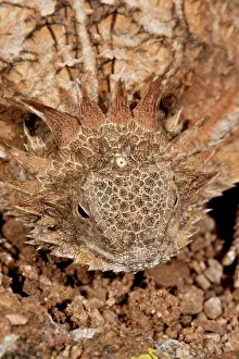 Visible: Regal Horned Lizard (Pineal Eye Visible)Phrynosoma