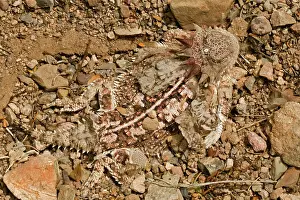 Phrynosoma: Regal Horned Lizard - Shedding skin and burying