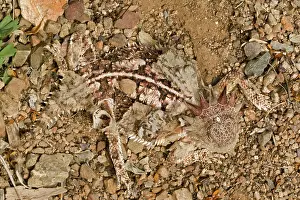 Phrynosoma: Regal Horned Lizard - Shedding skin and burying
