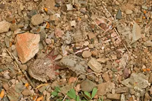 Phrynosoma: Regal Horned Lizard - Shedding skin and burying
