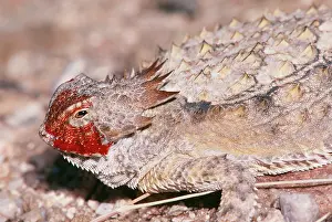 Feigning: Regal Horned LIZARD - showing defence behaviour