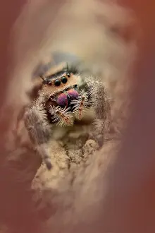 Regius: Regal Jumping Spider