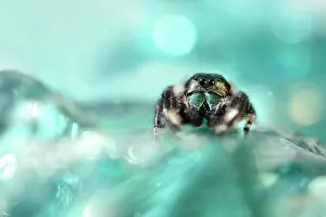 Regius: Regal Jumping Spider