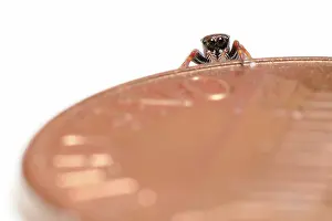 Spiderling: Regal jumping spider