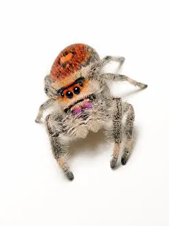 Regius: Regal jumping spider