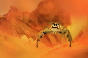 Regius: Regal Jumping Spider
