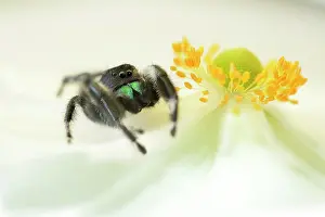 Regius: Regal Jumping Spider