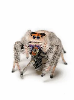 Muscidae: Regal jumping spider with prey