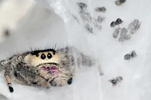 Regius: Regal jumping spiderlings and mother in nest