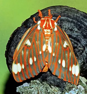 Regalis: Regal Moth