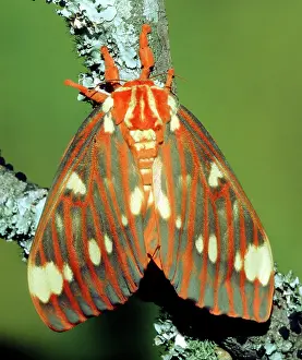 Regalis: Regal Moth